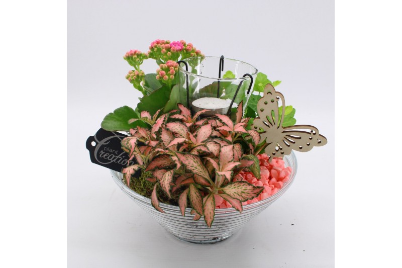 Arrangementen kamerplanten BACR-2503RZ Basic fundamentals 3 pp 