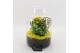 Arrangementen kamerplanten BACR-2506G Basic fundamentals terrarium 2 p 