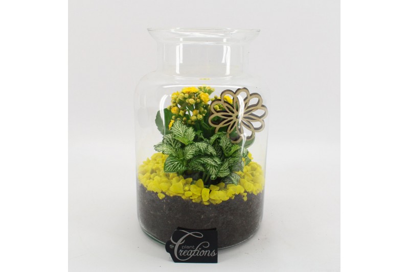 Arrangementen kamerplanten BACR-2506G Basic fundamentals terrarium 2 p Arrangementen kamerplanten BACR-2506G Basic fundamentals terrarium 2 p
