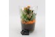 Arrangementen kamerplanten BACR-2504OR Basic fundamentals 2 pp 