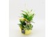 Arrangementen kamerplanten BACR-2507G Basic fundamentals 3 pp 