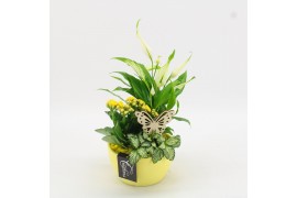 Arrangementen kamerplanten BACR-2507G Basic fundamentals 3 pp