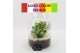 Arrangementen kamerplanten BACR-2506M Basic fundamentals terrarium 2 p 