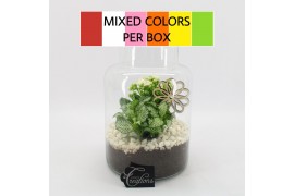 Arrangementen kamerplanten BACR-2506M Basic fundamentals terrarium 2 p