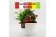 Arrangementen kamerplanten BACR-2511M Basic fundamentals 4 pp 