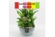 Arrangementen kamerplanten BACR-2512M Basic fundamentals 5 pp 