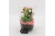 Arrangementen kamerplanten BACR-2504RZ Basic fundamentals 2 pp 