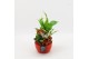Arrangementen kamerplanten BACR-2507R Basic fundamentals 3 pp 