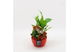 Arrangementen kamerplanten BACR-2507R Basic fundamentals 3 pp