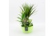 Arrangementen kamerplanten BACR-2509GR Basic fundamentals 4 pp 