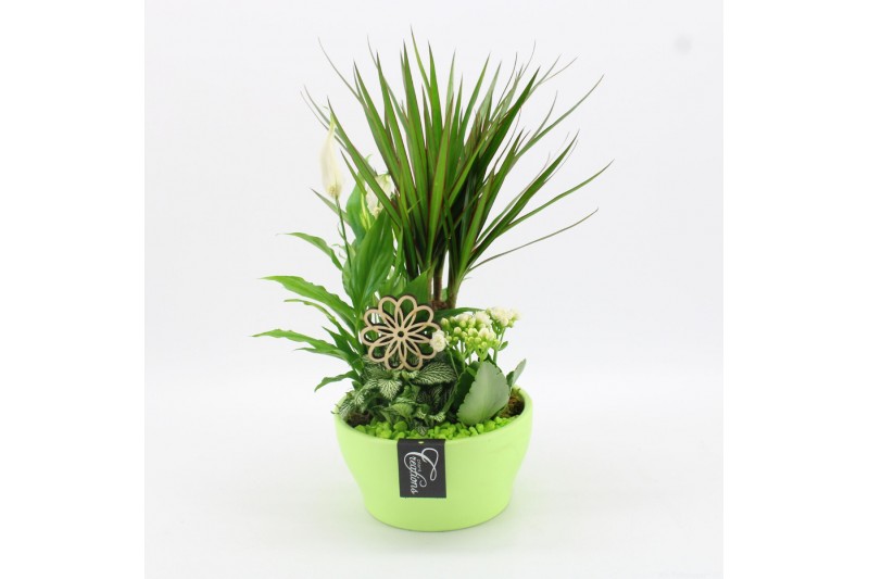 Arrangementen kamerplanten BACR-2509GR Basic fundamentals 4 pp 