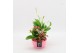 Arrangementen kamerplanten BACR-2507RZ Basic fundamentals 3 pp 