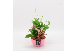 Arrangementen kamerplanten BACR-2507RZ Basic fundamentals 3 pp