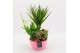 Arrangementen kamerplanten BACR-2509RZ Basic fundamentals 4 pp 