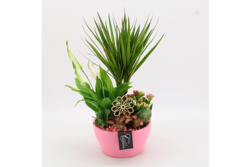 Arrangementen kamerplanten BACR-2509RZ Basic fundamentals 4 pp 