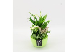 Arrangementen kamerplanten BACR-2507GR Basic fundamentals 3 pp