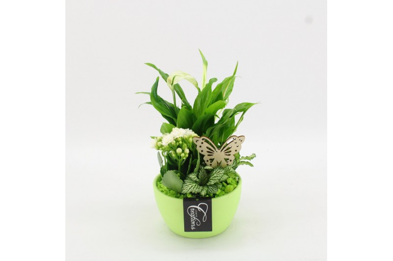 Arrangementen kamerplanten BACR-2507GR Basic fundamentals 3 pp Arrangementen kamerplanten BACR-2507GR Basic fundamentals 3 pp