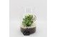 Arrangementen kamerplanten BACR-2506W Basic fundamentals terrarium 2 p 