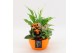 Arrangementen kamerplanten BACR-2507OR Basic fundamentals 3 pp 