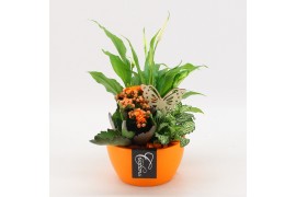 Arrangementen kamerplanten BACR-2507OR Basic fundamentals 3 pp