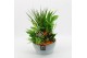 Arrangementen kamerplanten BACR-2512OR Basic fundamentals 5 pp 