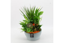 Arrangementen kamerplanten BACR-2512OR Basic fundamentals 5 pp
