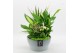 Arrangementen kamerplanten BACR-2512GR Basic fundamentals 5 pp 