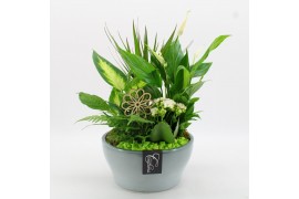 Arrangementen kamerplanten BACR-2512GR Basic fundamentals 5 pp