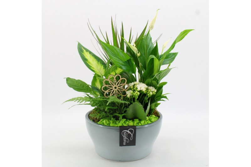 Arrangementen kamerplanten BACR-2512GR Basic fundamentals 5 pp Arrangementen kamerplanten BACR-2512GR Basic fundamentals 5 pp