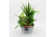 Arrangementen kamerplanten BACR-2512RZ Basic fundamentals 5 pp 