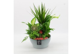 Arrangementen kamerplanten BACR-2512RZ Basic fundamentals 5 pp