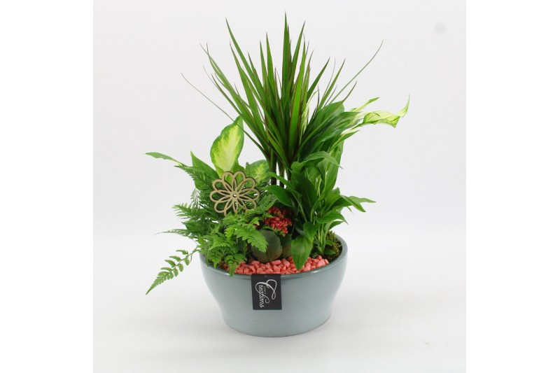 Arrangementen kamerplanten BACR-2512RZ Basic fundamentals 5 pp Arrangementen kamerplanten BACR-2512RZ Basic fundamentals 5 pp