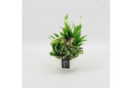Arrangementen kamerplanten BACR-2507W Basic fundamentals 3 pp