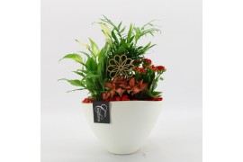 Arrangementen kamerplanten BACR-2511R Basic fundamentals 4 pp