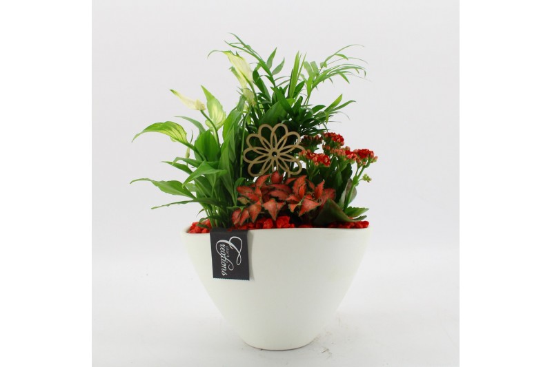 Arrangementen kamerplanten BACR-2511R Basic fundamentals 4 pp 