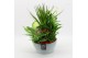 Arrangementen kamerplanten BACR-2512R Basic fundamentals 5 pp 