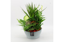 Arrangementen kamerplanten BACR-2512R Basic fundamentals 5 pp