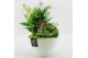 Arrangementen kamerplanten BACR-2511GR Basic fundamentals 4 pp 