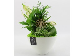 Arrangementen kamerplanten BACR-2511GR Basic fundamentals 4 pp