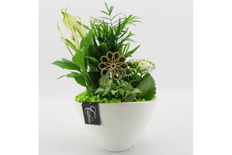 Arrangementen kamerplanten BACR-2511GR Basic fundamentals 4 pp 