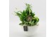 Arrangementen kamerplanten BACR-2511W Basic fundamentals 4 pp 