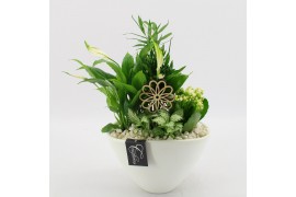 Arrangementen kamerplanten BACR-2511W Basic fundamentals 4 pp
