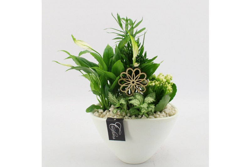 Arrangementen kamerplanten BACR-2511W Basic fundamentals 4 pp 