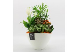 Arrangementen kamerplanten BACR-2511OR Basic fundamentals 4 pp