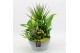 Arrangementen kamerplanten BACR-2512G Basic fundamentals 5 pp 