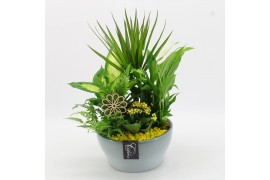 Arrangementen kamerplanten BACR-2512G Basic fundamentals 5 pp