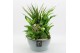 Arrangementen kamerplanten BACR-2512W Basic fundamentals 5 pp 