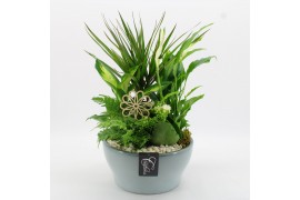 Arrangementen kamerplanten BACR-2512W Basic fundamentals 5 pp