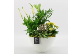 Arrangementen kamerplanten BACR-2511G Basic fundamentals 4 pp