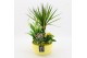 Arrangementen kamerplanten BACR-2509G Basic fundamentals 4 pp 